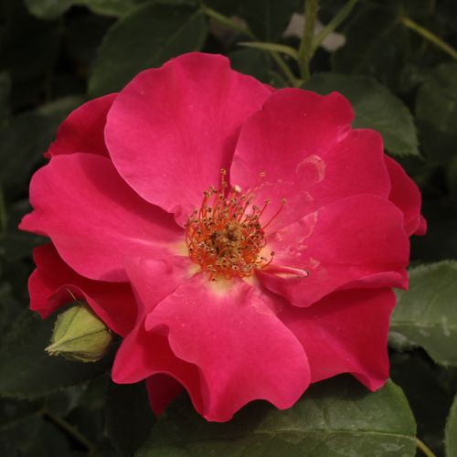 Rosen Online Gärtnerei - floribundarosen - rot - Rosa Anna Mège™ - diskret duftend - Dominique Massad - Ihre gruppenweise blühenden, etwas rüschigen Blüten sind sehr gut geeignet als Abschluss von Blumenbeeten.